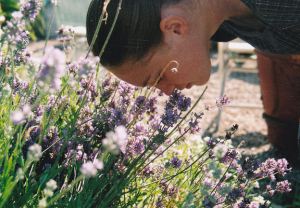 taylor lavender
